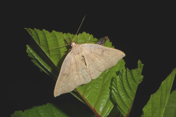Herminia flavicrinalis, Erebidae